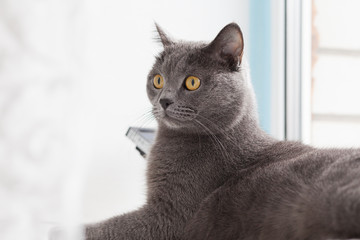Gray cat Scottish breed sitting on the windowsill