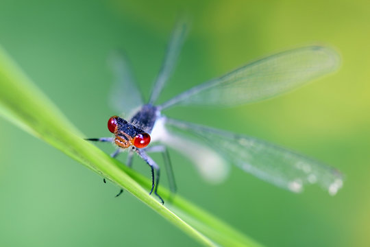Red-eyed damselfly, Erythromma najas, artistic impression