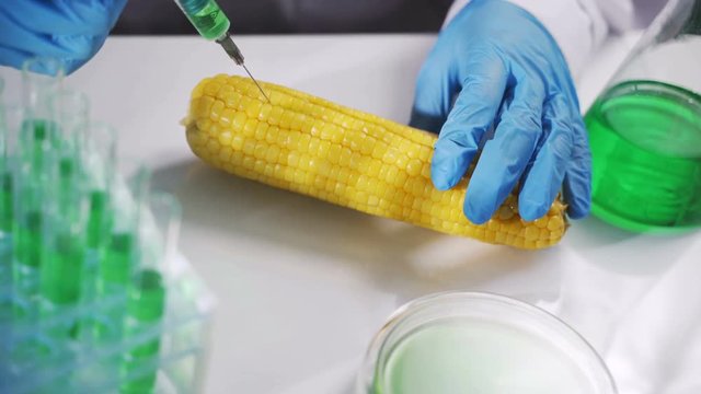 Bio scientist in gloves injects green solution or substance in genetically modified corn in the laboratory