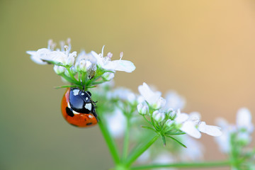 Ladybird and coriander