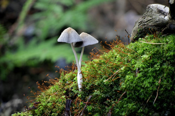 Inkcap mushroom