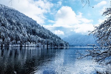 Winter snowy forest reflected in Longemer Lake - obrazy, fototapety, plakaty