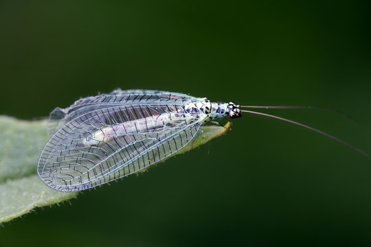 Green lacewing, Chrysopa perla