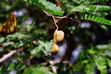 View of fruit pods on a tropical tamarind tree (tamarindus indica)