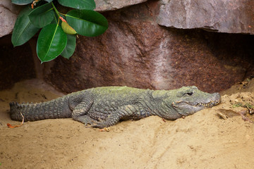 Obraz premium Chinese alligator, Alligator sinensis Fauvel