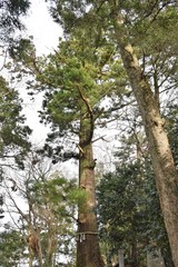 Fototapeta premium たこ杉