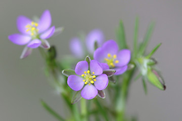Obraz premium Salt sandspurry, also called lesser sea-spurrey