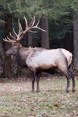 Bull elk – Photographed in Elk State Forest, Elk County, Benezette, Pennsylvania