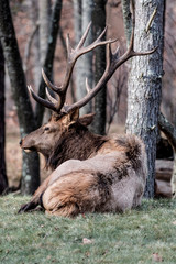 Bedded bull elk – Photographed in Elk State Forest, Elk County, Benezette, Pennsylvania