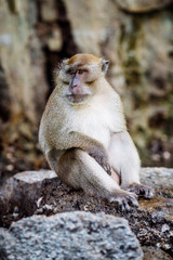 Obraz premium monkey in outdoor park