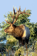 Bull elk – Photographed in Elk State Forest, Elk County, Benezette, Pennsylvania