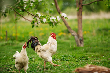 beautiful cock walking on the grass in a village or a farm