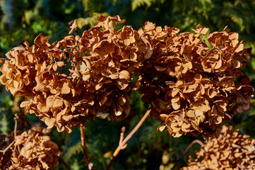 Close-up of a hydrangea flowers on a blurred background of the greenery of the garden. Dried flowers on the trunk of the plant. Close-up. Nature concept for design.