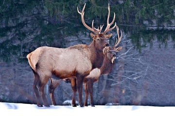 Naklejka na ściany i meble 2 Bull elk in the snow – Photographed in Elk State Forest, Elk County, Benezette, Pennsylvania