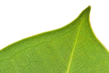 leaf macro liść makro zoom 