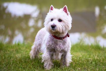 White dog outdoor