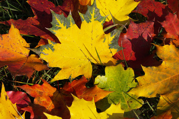 Naklejka na ściany i meble Autumn colorful leaves