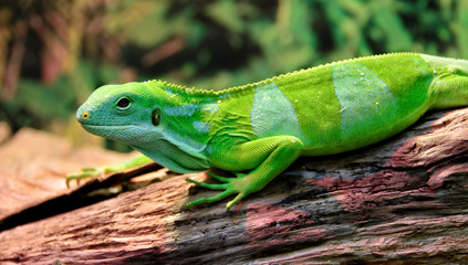Fiji banded iguana lives on the Fiji Islands and on the nearby islands. The wild population is less than 10,000. They inhabit undisturbed habitats, from high cloud forests to low-lying coastal swamps