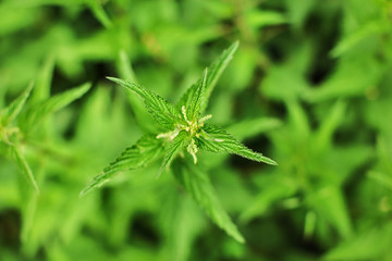 Shallow depth of field photo, only few flowers and leaves in focus, Young stinging nettle (Urtica dioica) plant, with blurred background shot from above.