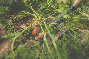 Organic carrots in apermaculture garden