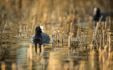 The Eurasian coot, Fulica atra, also known as coot is a member of the rail and crake bird family,...