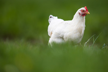 Hen in a farmyard (Gallus gallus domesticus)