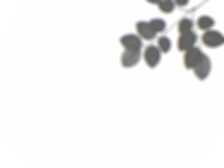 Organic Drop Shadow Overlay Effects, Window, Plant, Cell, Tree Shadows On Wall For Stationary Mock-ups, Posters, Wall Art, Design Presentation 