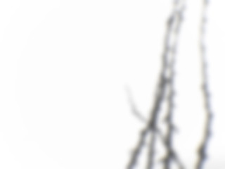 Organic Drop Shadow Overlay Effects, Window, Plant, Cell, Tree Shadows On Wall For Stationary Mock-ups, Posters, Wall Art, Design Presentation 