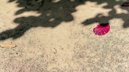  leaves on the ground