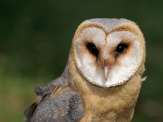 Barn owl portrait. Tyto alba. Bird of prey