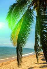 Sunlight sunset tropical palm trees