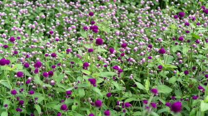 field of pink flowers