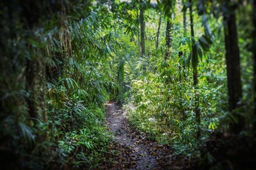 Fototapeta premium Green tropical jungle.Palm tree leaves. Selective focus.