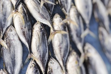 Fresh fish at local food market.Selective Focus.