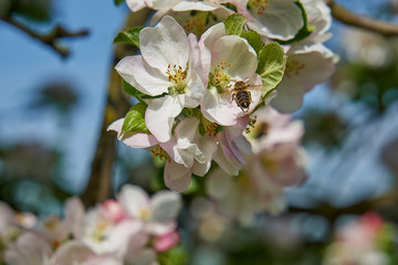 Blooming apple tree in the rays of sunlight.
