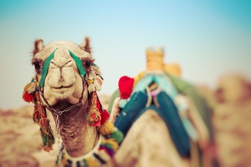 Camel lay with traditional Bedouin saddle in Egypt. Selective Focus. - obrazy, fototapety, plakaty