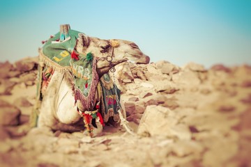 Obraz premium Camel lay with traditional Bedouin saddle in Egypt. Selective Focus.