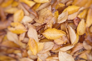 Autumn leaves in beautiful fall park. Selective Focus.