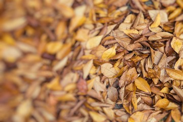 Autumn leaves in beautiful fall park. Selective Focus.
