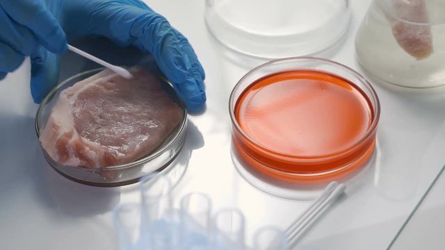 Lab technician does a microbiological test of meat.