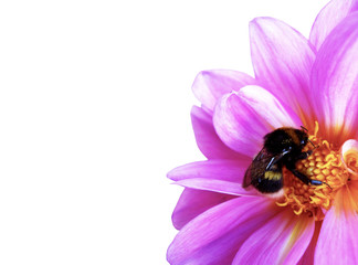 Bumblebee pollinating floret. Scenic, colorful picture of bumble bee on pink flower, close up. Blooming Dahlia, Dahlietta in the garden. Isolated on white background. Place for your text.
