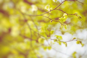 Autumn leaves in beautiful fall park. Selective Focus.