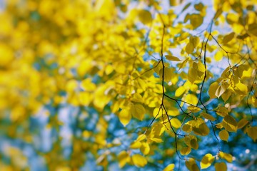Autumn leaves in beautiful fall park. Selective Focus.