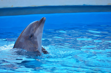 Naklejka premium dolphins jumping out of water