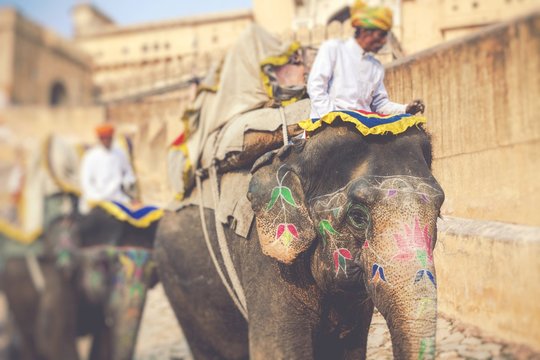 Decorated elephants in Jaleb Chowk in Amber Fort in Jaipur, India. Elephant rides are popular tourist attraction. Selective focus.