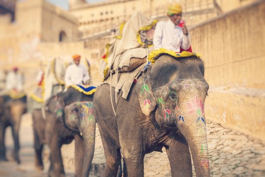 Fototapeta Decorated elephants in Jaleb Chowk in Amber Fort in Jaipur, India. Elephant rides are popular tourist attraction. Selective focus.