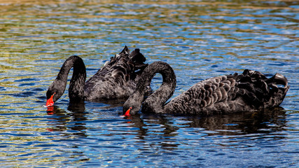 Black Swan (Cygnus atratus)