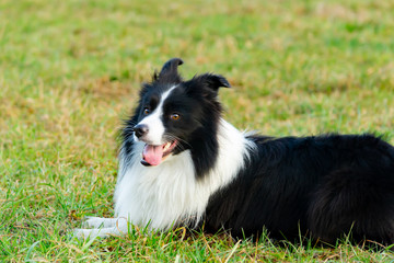 Border collie. Walking outdoors in the autumn.Beautiful closeup portrait.