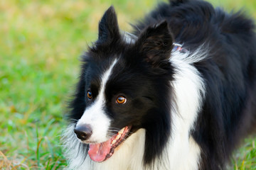 Border collie. Walking outdoors in the autumn.Beautiful closeup portrait.