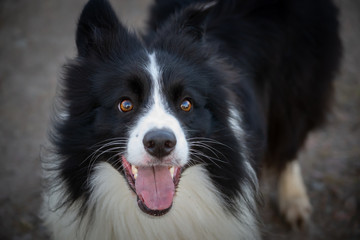Border collie. Walking outdoors in the autumn.Beautiful closeup portrait.